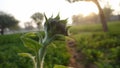 Sunflower bud against the sky in the field during winter time. Closeup side view of green Flower plant Royalty Free Stock Photo