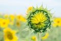 Sunflower bud on a background blue sky Royalty Free Stock Photo