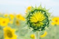 Sunflower bud on a blue sky Royalty Free Stock Photo