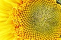 Sunflower bud at the beginning of seed ripening - top view of th