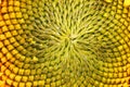 Sunflower bud at the beginning of seed ripening - top view of th