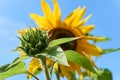 Sunflower bud and sunflower in bloom against a blue sky Royalty Free Stock Photo