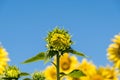 Sunflower bud in the blooming sunflower row Royalty Free Stock Photo