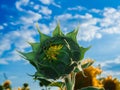 Sunflower bud in blossom under blue sky, close up Royalty Free Stock Photo