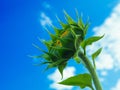 Sunflower bud in blossom under clear blue sky Royalty Free Stock Photo