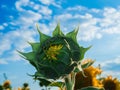 Sunflower bud in blossom under clear blue sky background, close upSunflower bud in blossom under clear blue sky background, clos Royalty Free Stock Photo