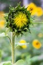 Sunflower bud close up in the garden Royalty Free Stock Photo