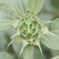 Sunflower bud Royalty Free Stock Photo