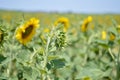 Sunflower bud, field full of yellow sunflowers, blue sky Royalty Free Stock Photo