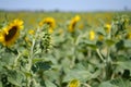 Sunflower bud, field full of yellow sunflowers, blue sky Royalty Free Stock Photo