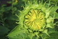 Sunflower bud and green background Royalty Free Stock Photo