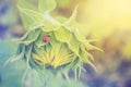 Sunflower bud, ladybug Royalty Free Stock Photo