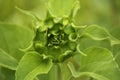 Sunflower bud not ready to open Royalty Free Stock Photo