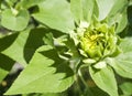 Sunflower Bud Peeking Open