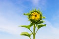 Sunflower bud on sky background Royalty Free Stock Photo