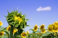 Sunflower bud under bright sky Royalty Free Stock Photo