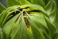 Sunflower bud unfurling Royalty Free Stock Photo