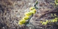 Sunflower buds of a small tree Salicaceae Royalty Free Stock Photo