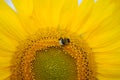 Sunflower and bumble bee Royalty Free Stock Photo