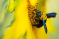 Sunflower and bumble bee on natural background