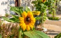 Sunflower and bumble bee on natural background. Sunflower blooming in garden Royalty Free Stock Photo