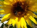 Sunflower with bumble-bee Royalty Free Stock Photo