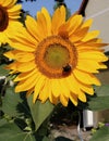 Sunflower with a bumble bee on top of it