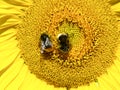 Sunflower with bumble bees Royalty Free Stock Photo