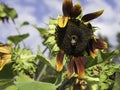 Sunflower and bumblebee in autumn Royalty Free Stock Photo