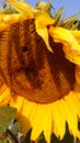 Sunflower and bumblebee