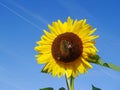 Sunflower with the bumblebee Royalty Free Stock Photo