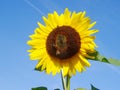 Sunflower with the bumblebee Royalty Free Stock Photo