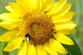 Sunflower. Bumblebee Sitting on a sunflower blossoming Royalty Free Stock Photo