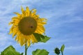 A sunflower  with bumblebee and blue sky Royalty Free Stock Photo