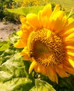 Sunflower with a bumblebee Royalty Free Stock Photo