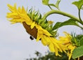 Sunflower with bumblebee flower against the sky