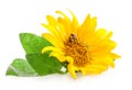 Sunflower with bumblebee Royalty Free Stock Photo