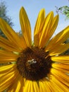 Sunflower Bumblebee Royalty Free Stock Photo