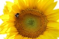 Sunflower and a bumblebee on a white background Royalty Free Stock Photo