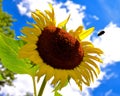 Sunflower bumblebee Royalty Free Stock Photo
