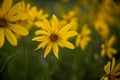 Sunflower Bunch Alongside Trail to Observation Point Royalty Free Stock Photo