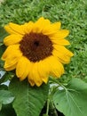 Sunflower / Bunga Matahari Royalty Free Stock Photo