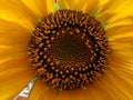 Sunflower Bursting with Pollin