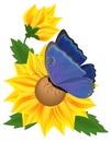 Sunflower and butterfly