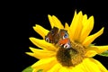 Sunflower butterfly Royalty Free Stock Photo