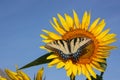 Sunflower & Butterfly Royalty Free Stock Photo