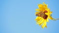 Sunflower butterfly blue sky background