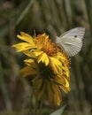 Sunflower Butterfly Royalty Free Stock Photo