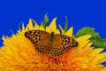 Sunflower and butterfly - closeup