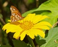 Sunflower Butterfly